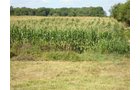 Property photo 8 - 75.5 Acres Offered in 5 Tracts